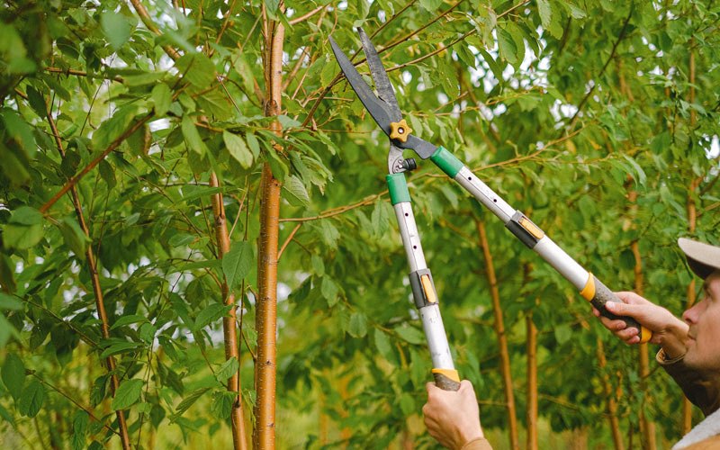 Tree trimming in Etna Green, IN